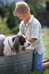boy giving dog a bath