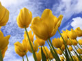 yellow tulips in sunlit sky